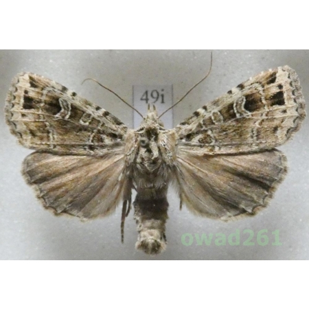 Naenia typica (Linnaeus, 1758) Czech49i